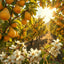 English Pear